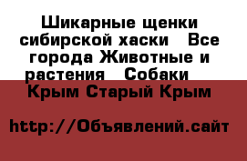 Шикарные щенки сибирской хаски - Все города Животные и растения » Собаки   . Крым,Старый Крым